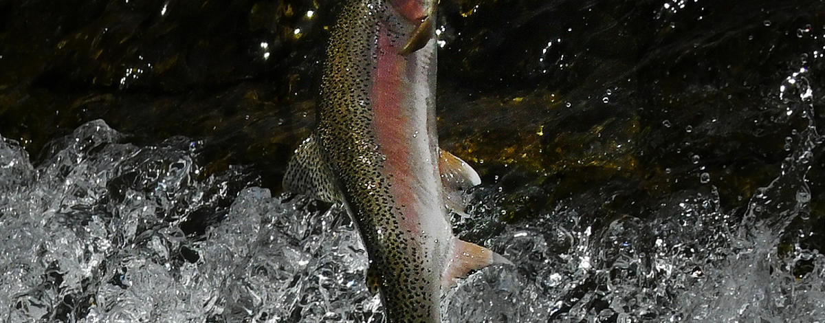 Rainbow trout are wrapping up their spawning season