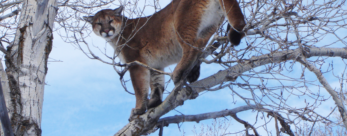 mountain lion in a tree January 2008