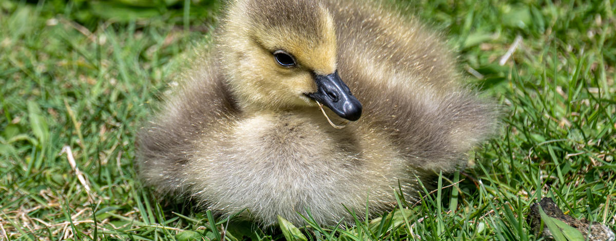 canada goose gosling boise 2026 cjliess