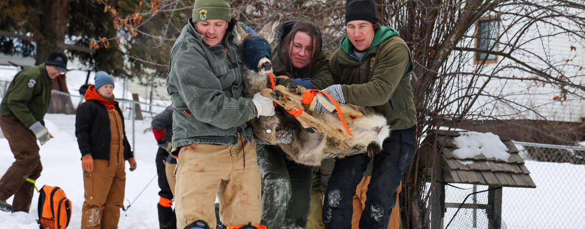 Three Fish and Game staff carry a deer that was trapped in Cascade to a nearby trailer.