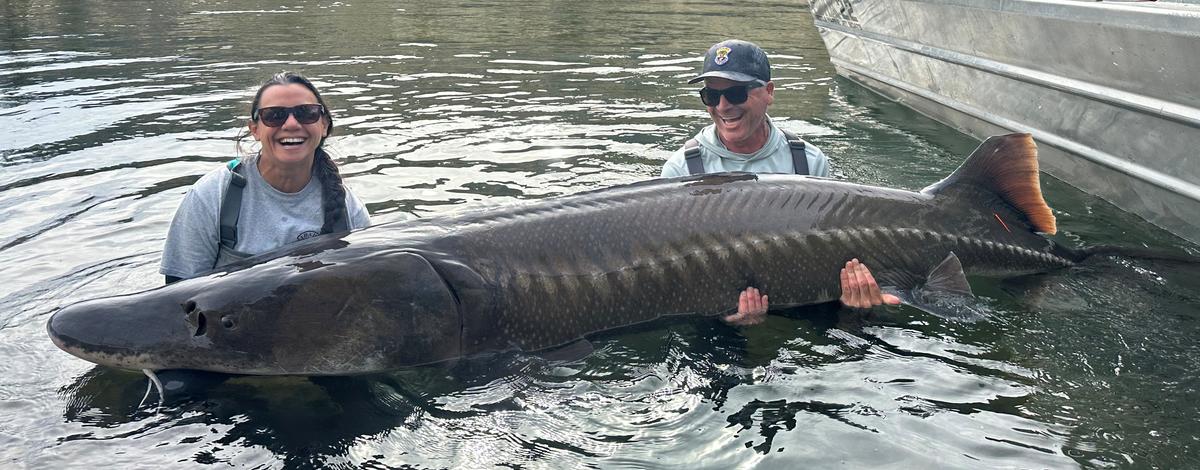 Large sturgeon sampled from Hells Canyon