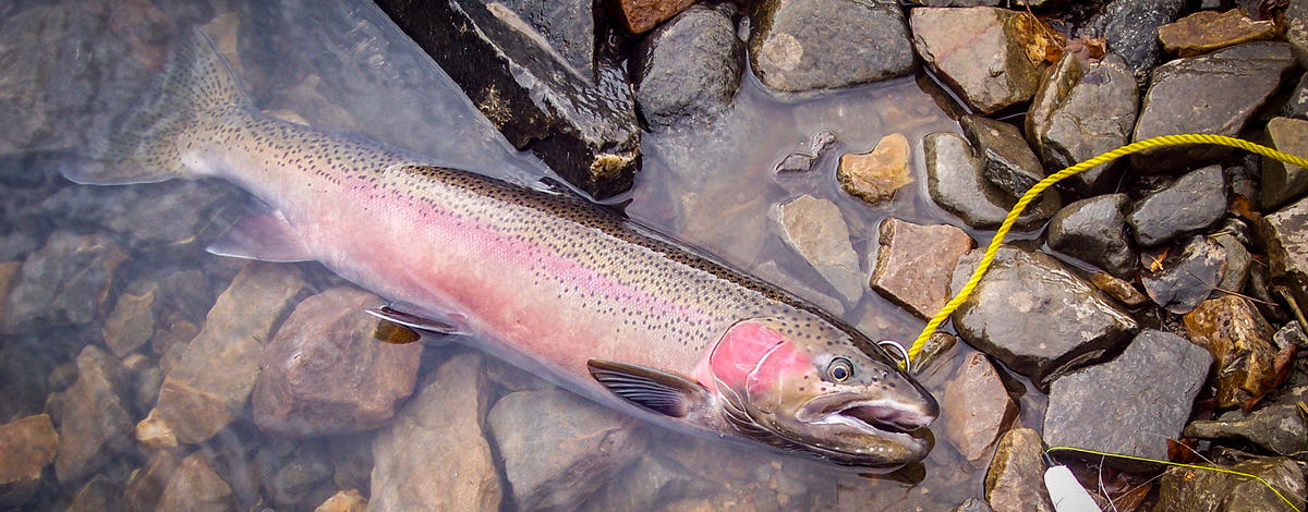 USR steelhead