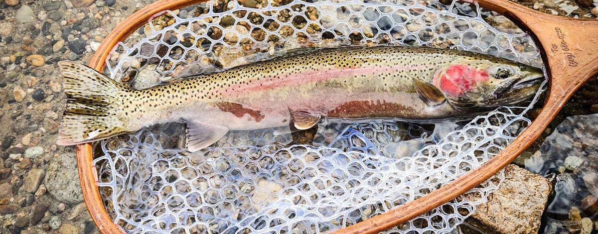 USR steelhead in net - March 2024