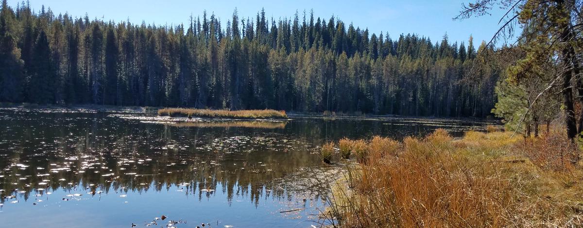 Clearwater Region Highlights of 2020: Moose Creek reservoir vegetation  removal shows positive results
