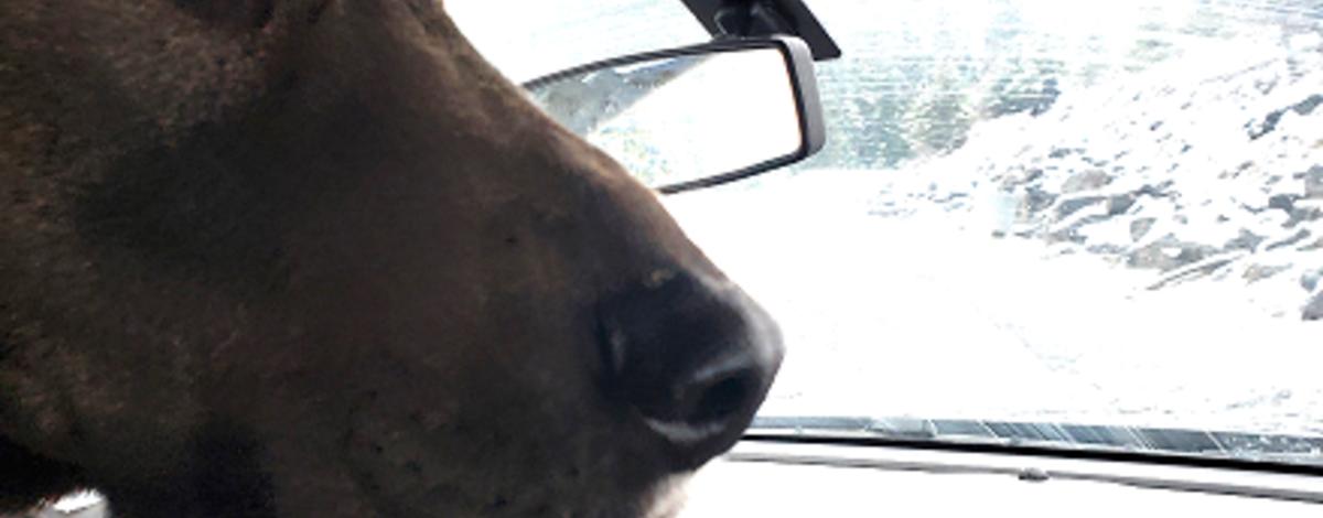 Gunner, the rescued dog in truck