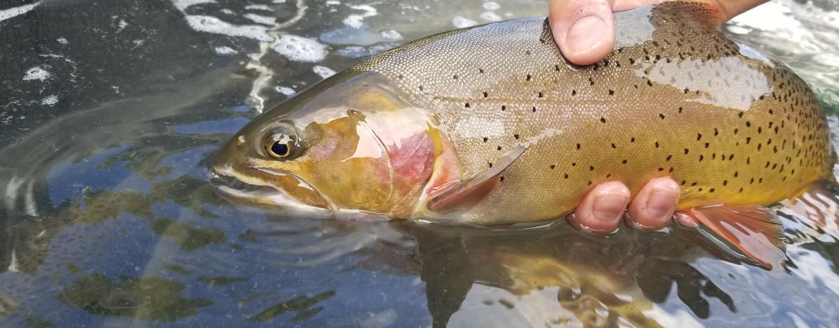 South Fork Yellowstone cutthroat trout