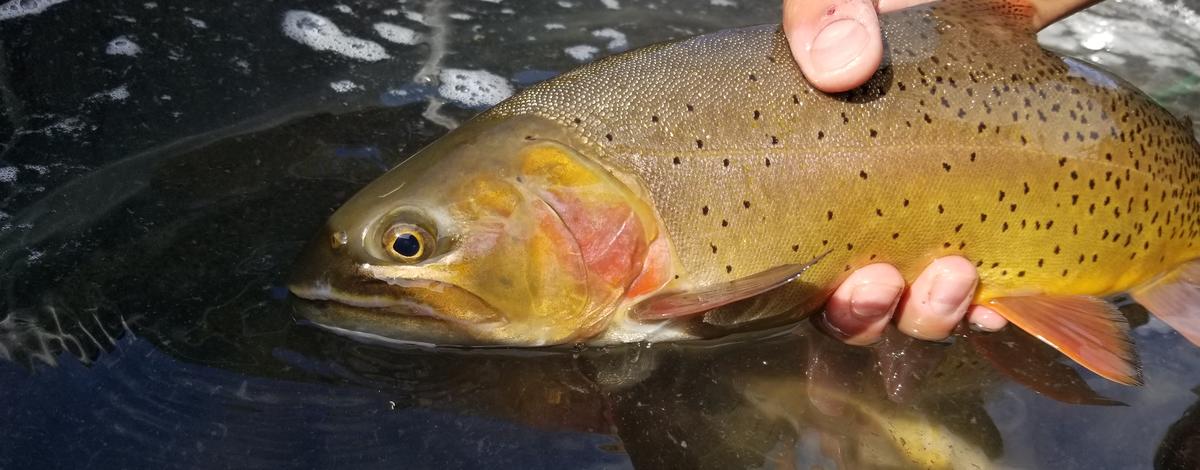 South Fork Yellowtone cutthroat trout