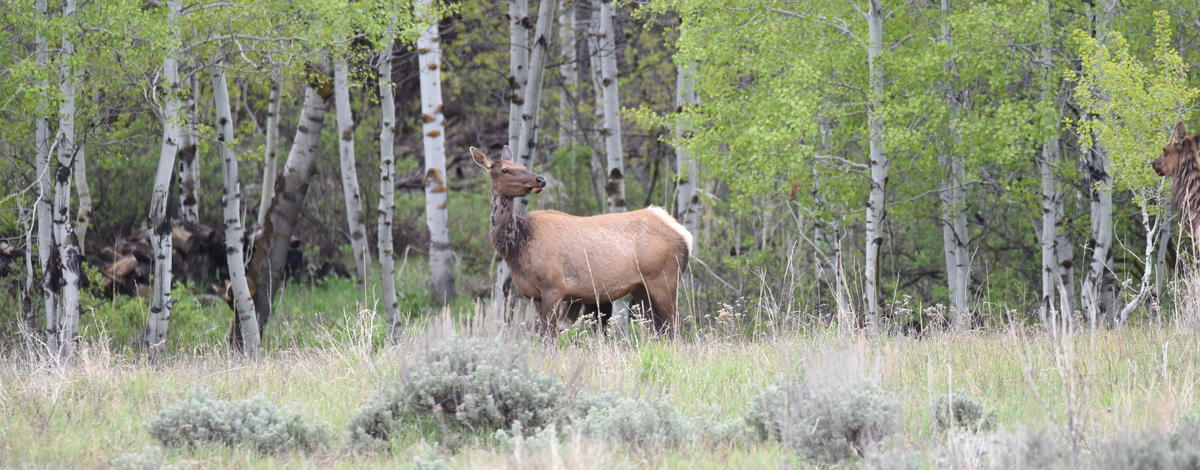 Cow elk in aspens