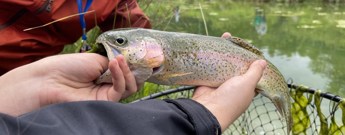 Stocked rainbow trout caught in the Panhandle Region on Free Fishing Day.