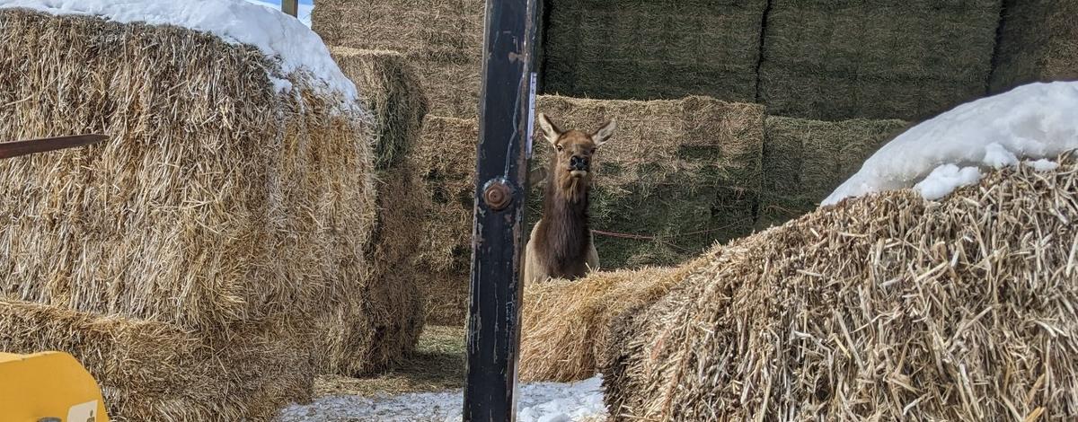 An elk stands in a hay barn between large hay bales