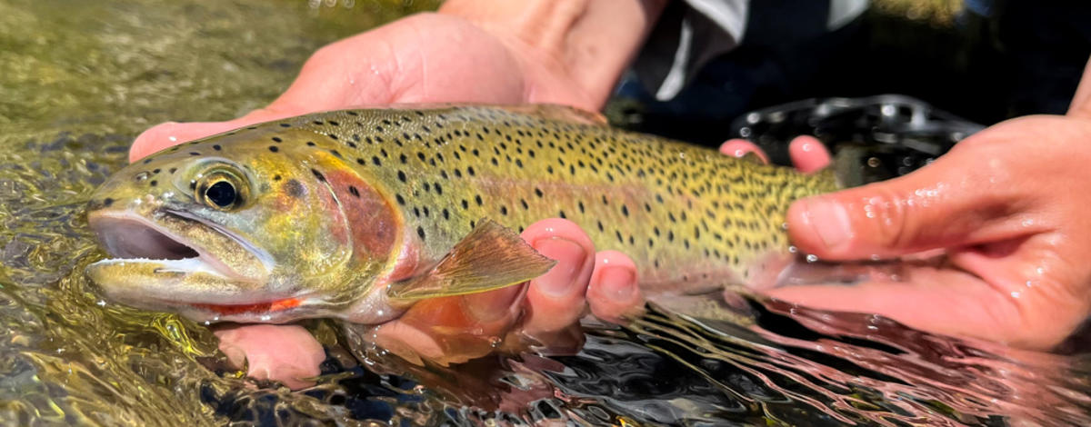 Westslope cutthroat trout Idaho