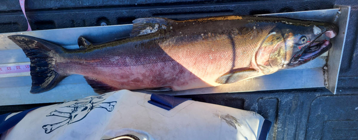 Record coho from Clearwater River October 2023