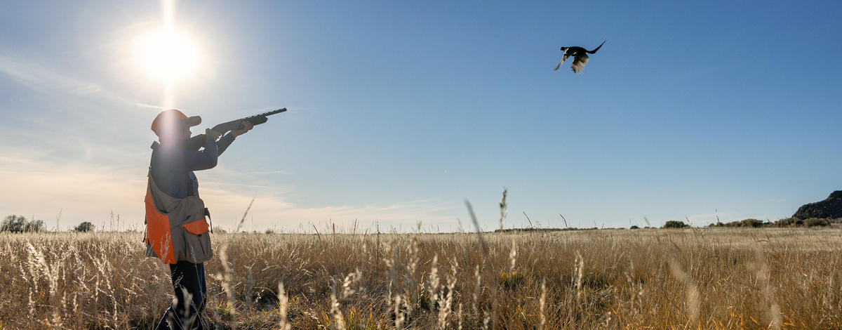 Youth hunter shooting a pheasant in the Magic Valley Region