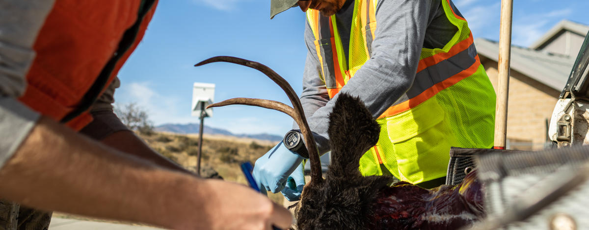 CWD, chronic wasting disease, check station