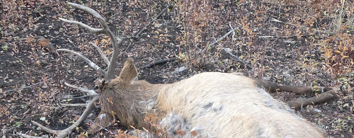 A bull elk left to waste lying on a hillside in Unit 32A
