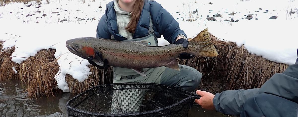 S. Fork Clearwater broodstock