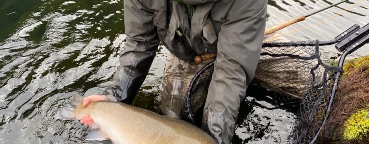 Angler with Fluvial Bull Trout