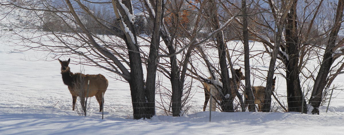 elk, winter, winter feeding