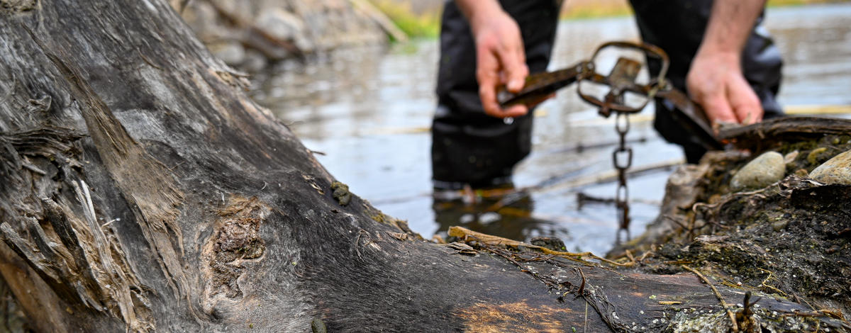 trapper setting a trap for a muskrat