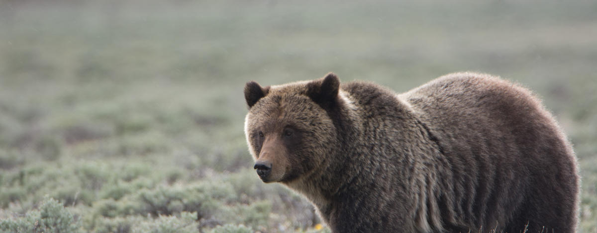 Grizzly Bear walking in open sagebrush meadow