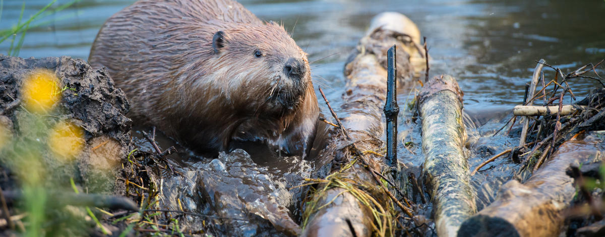 stock photo of an american beaver