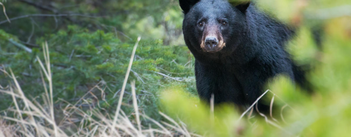 black bear in forest