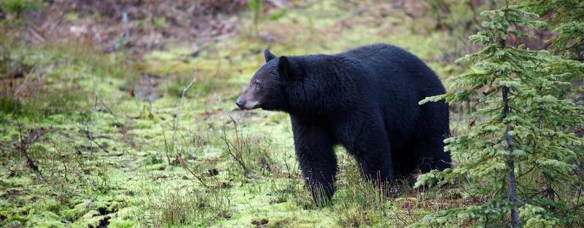 A black bear in a grassy meadow