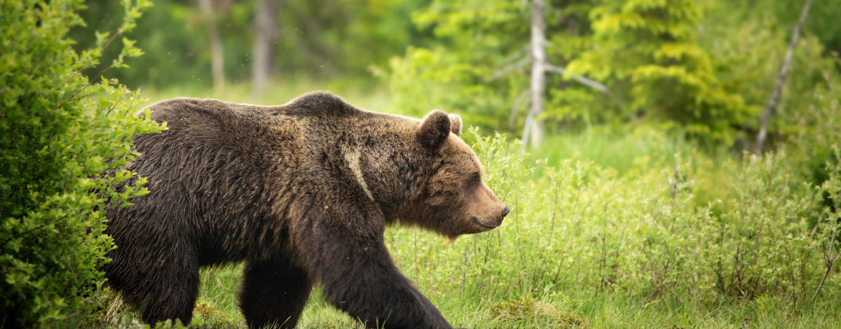 Grizzly Bear walking through green meadow