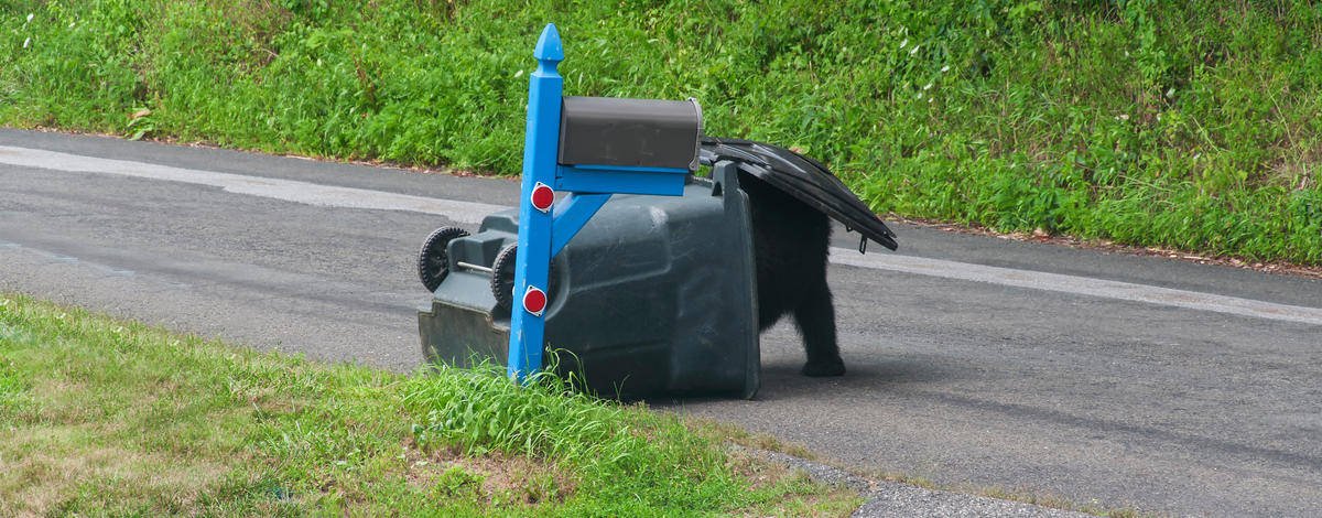 Bear eating out of a tipped over garbage can