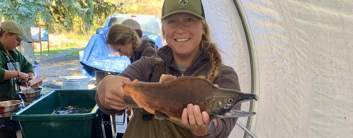 Adult kokanee from Idaho Fish and Game's first hatchery broodstock