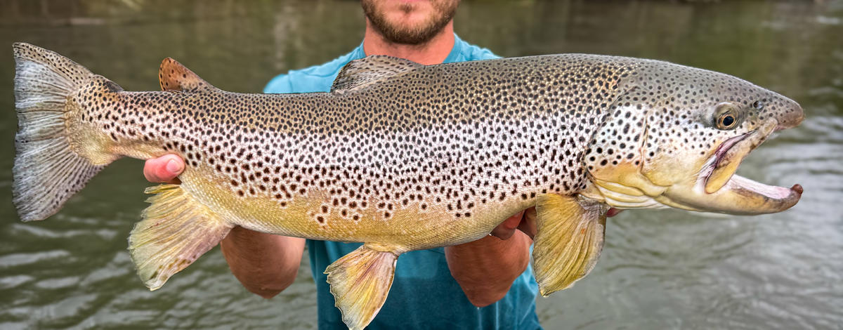 Angler Benjamin Smith with his record brown trout at Bear River 2026