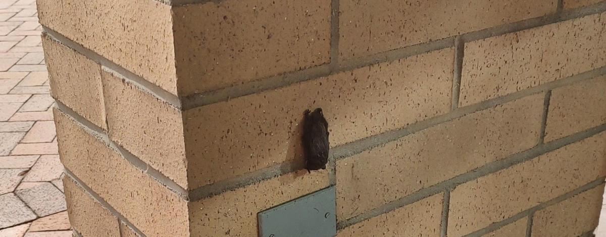 A bat rests on a brick wall of a building