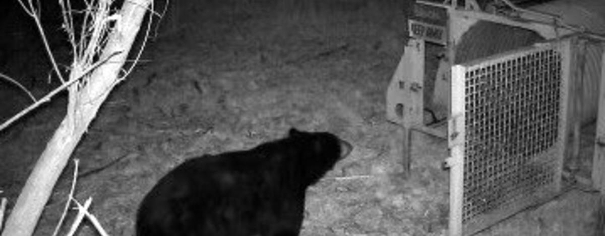 bear, culvert trap