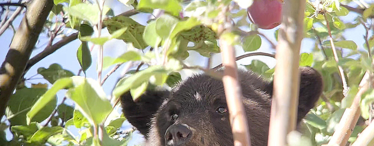 A black bear cub finds an apple tree full of apples in Hailey, Idaho