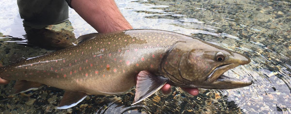 Priest Lake Adfluvial Bull Trout