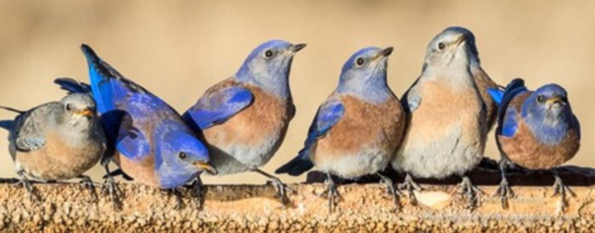 Western bluebirds