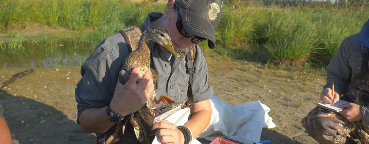 Habitat technician banding mallard