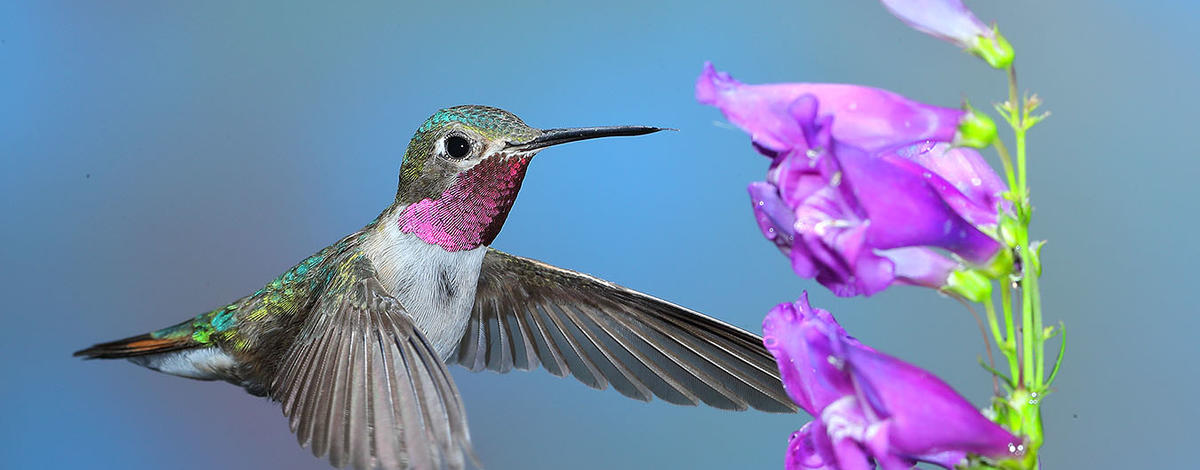 Broad-tailed hummingbird