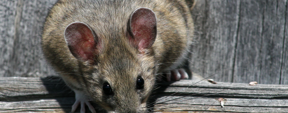 Living with wildlife: Rats  Washington Department of Fish & Wildlife