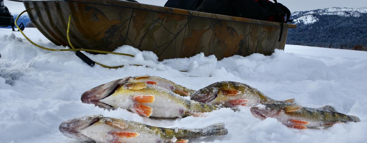 Lake Cascade, perch, ice fishing 