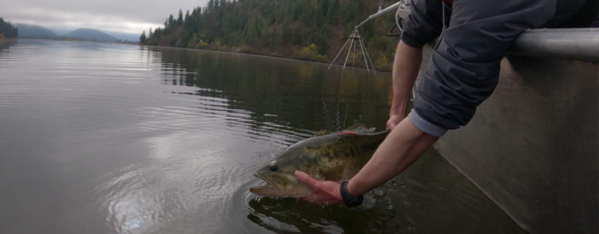 Releasing a largemouth bass into the Chain Lakes