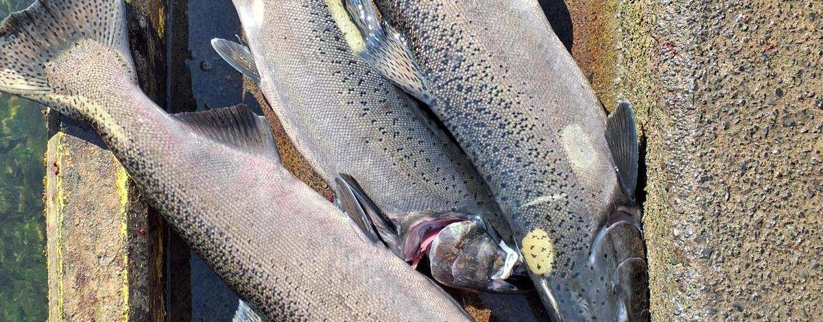 chinook