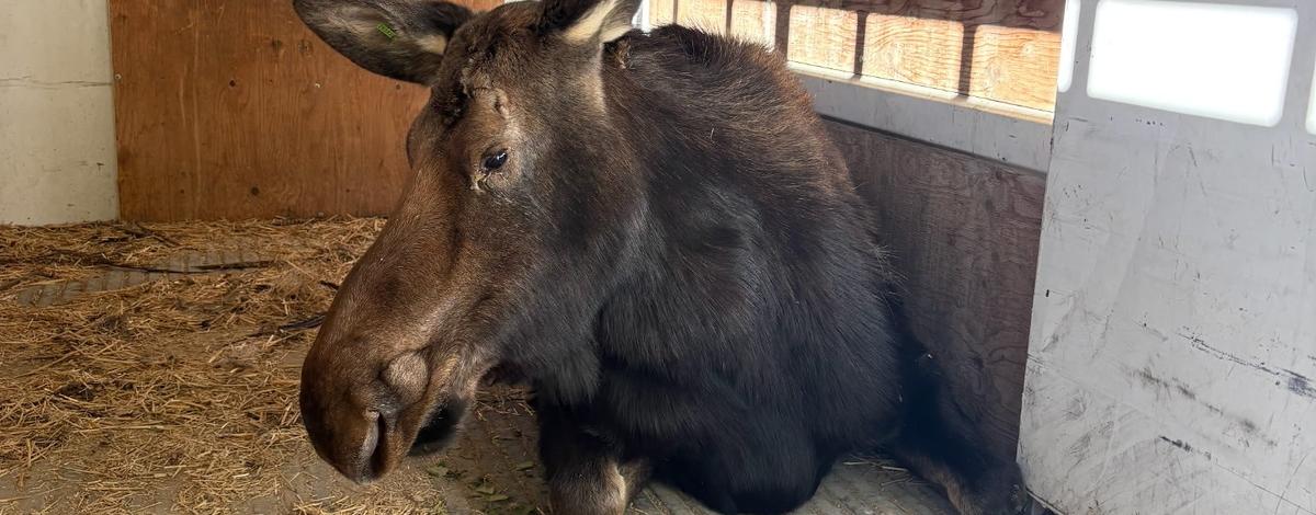 A brown female moose lying in trailer