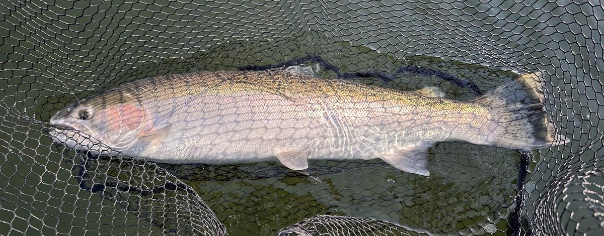 steelhead caught from the Clearwater River