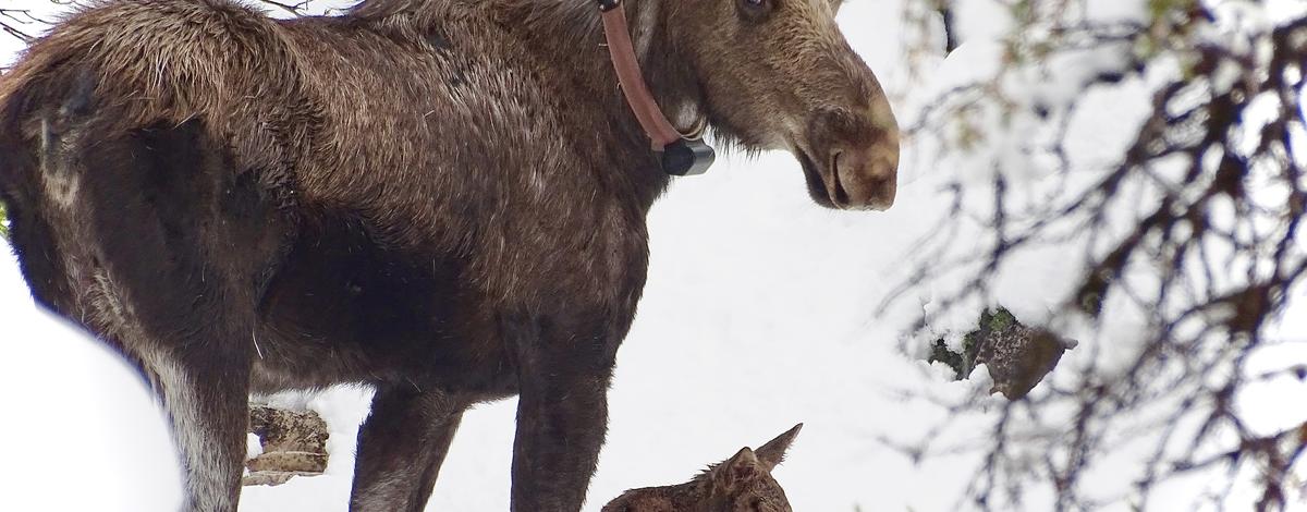 collar_moose_and_calf