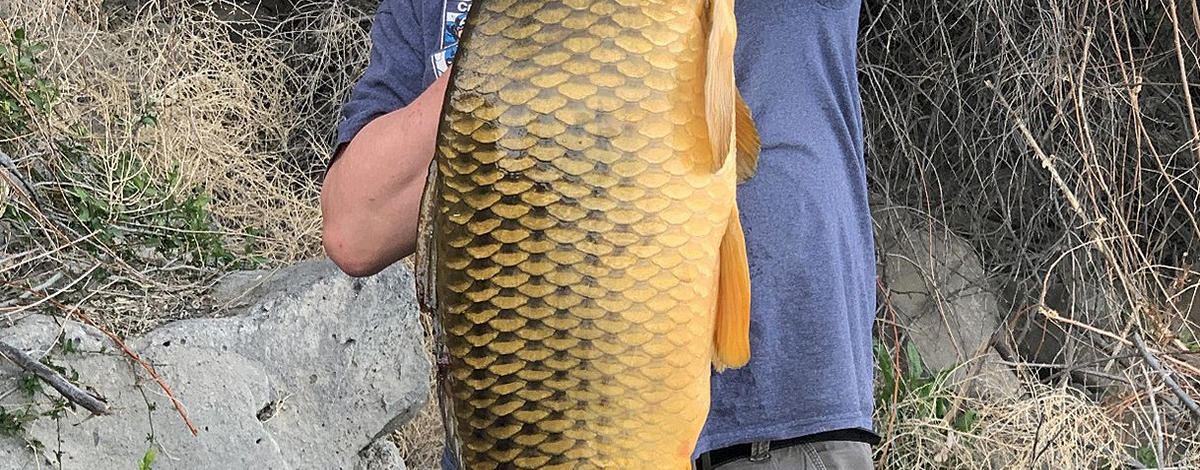 Common carp can grow to a very large size