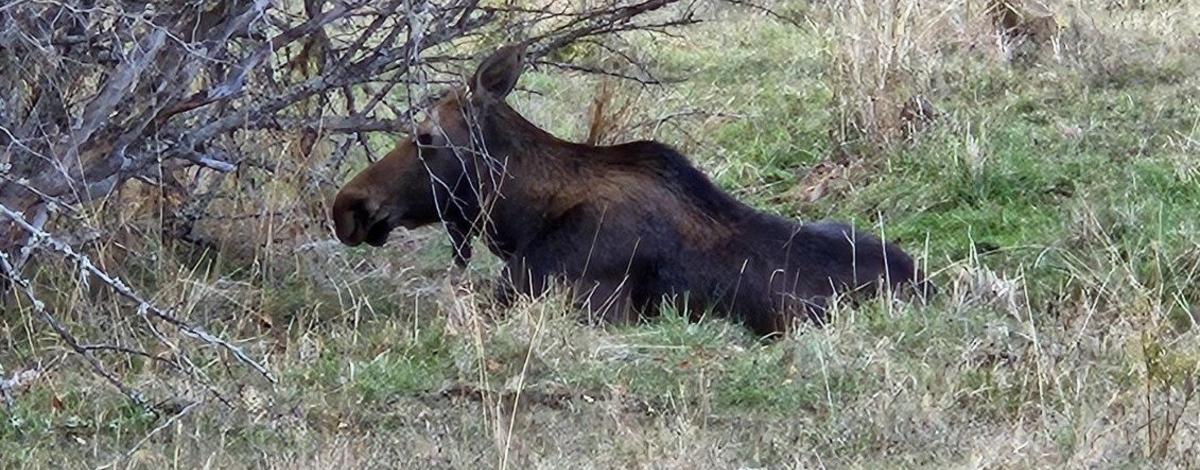 Clearwater moose
