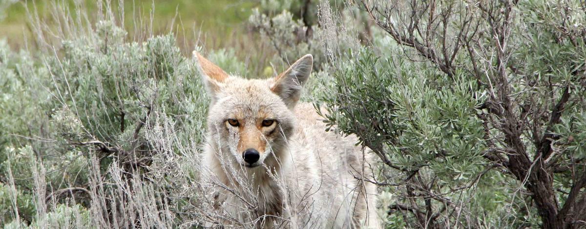 Coyote in sagebrush