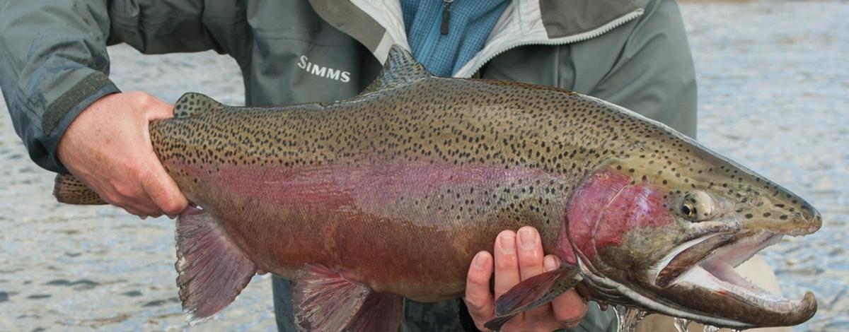 Pocatello man sets new catch-and-release record for rainbow trout