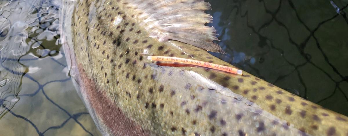Picture of FLOY tagged steelhead from Snake River